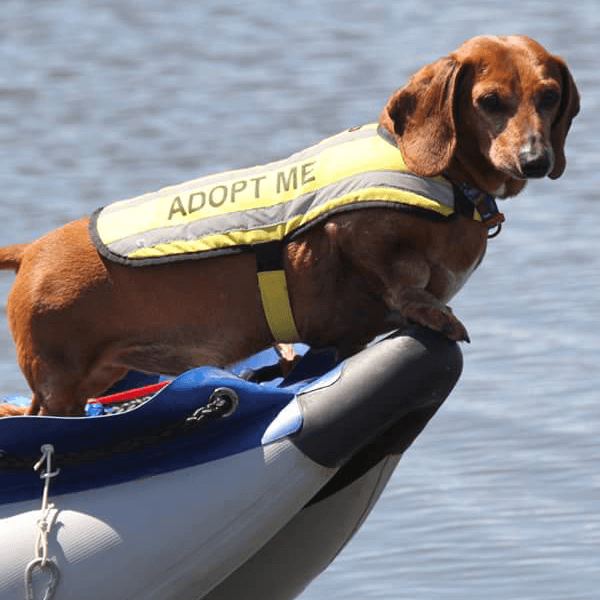 5 Essential Tips To Adopt A Rescue Dog Rescue Dog Pictures Dog 5 Essential Tips To Adopt A Rescue Dog Rescue Dog Pictures Dog