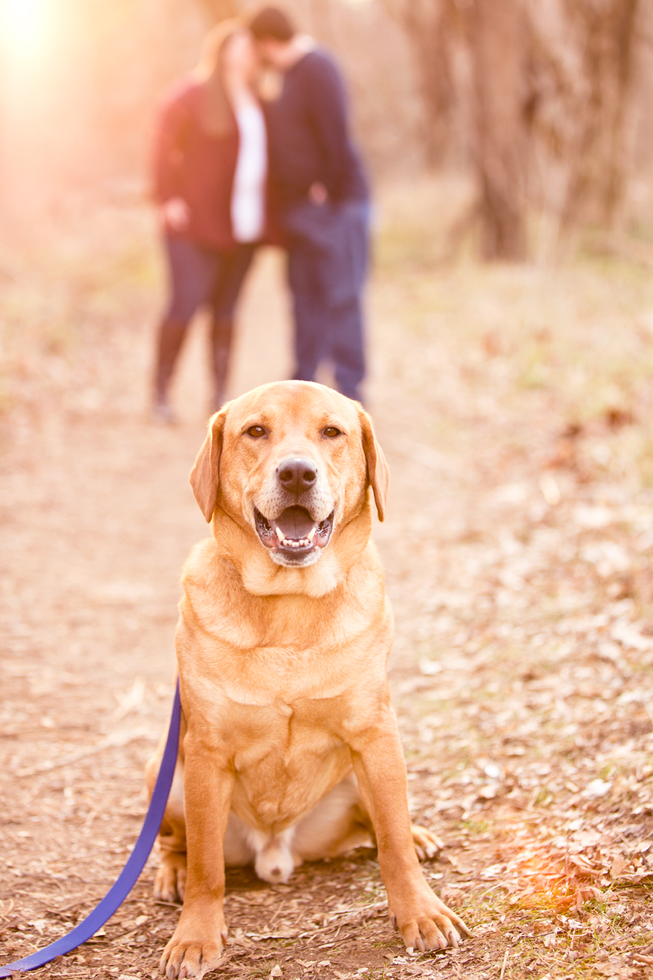 7 Tips For Including Your Dog In Your Photoshoot 7 Tips For Including Your Dog In Your Photoshoot