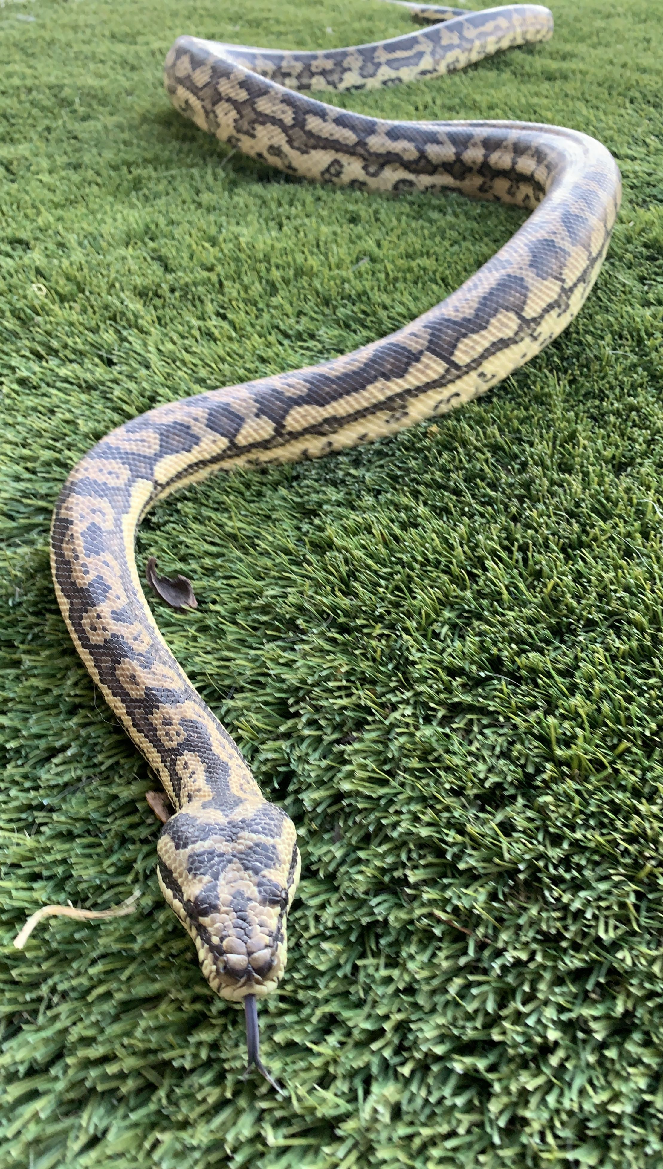 Anaconda And Python