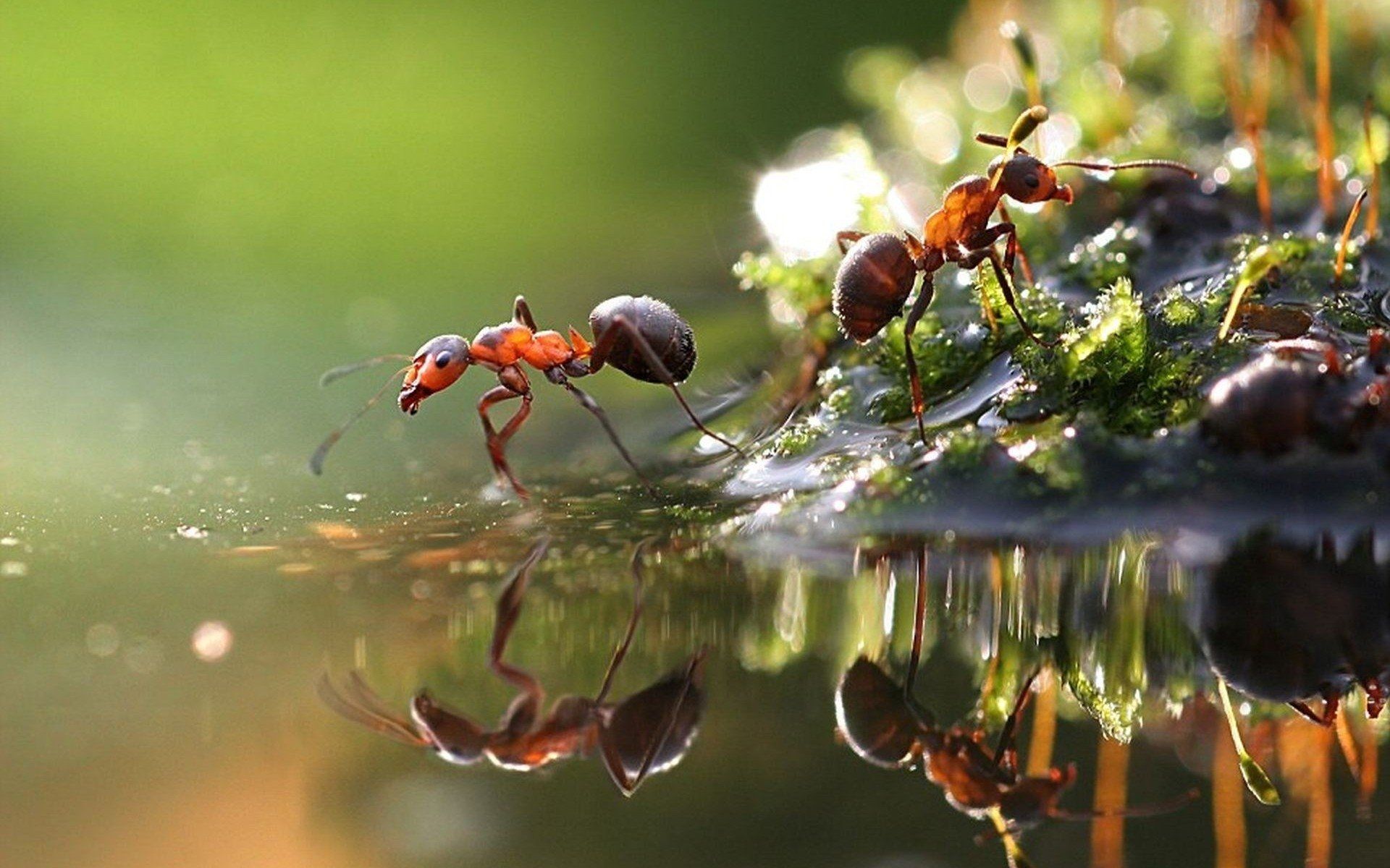 Ant Ant Colony Optimization Ant Ant Colony Optimization