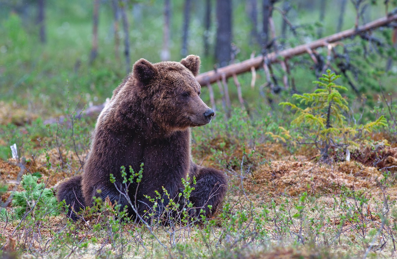 The Ultimate Guide: 10 Bear Animal Facts