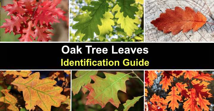 Border Of Leaves Identification Expert Guide Ritscloud Hub Border Of Leaves Identification Expert Guide Ritscloud Hub