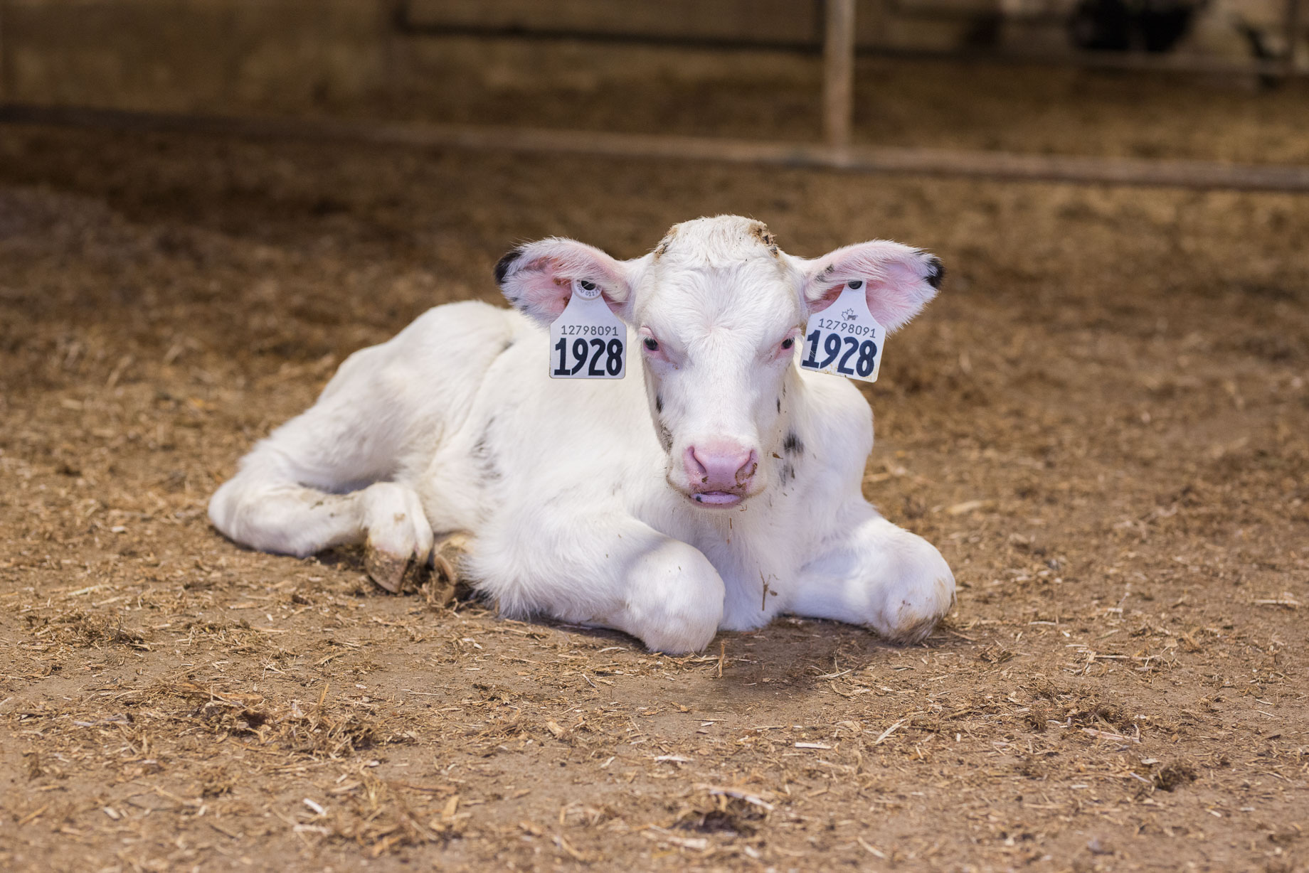 5 Signs of Calf Sucking