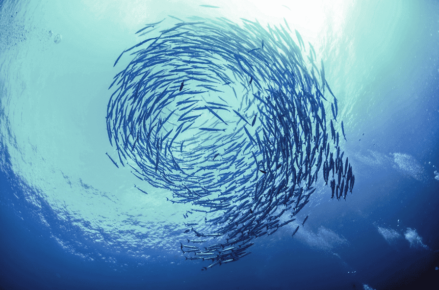 Complex Systems
