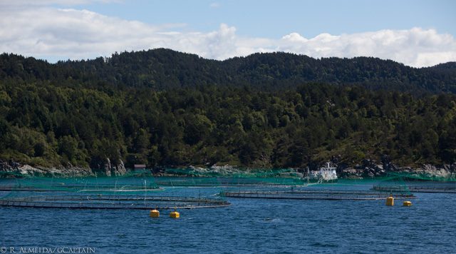 Cooke S Chilean Farms Harvest Country S First Organic Salmon Cooke S Chilean Farms Harvest Country S First Organic Salmon