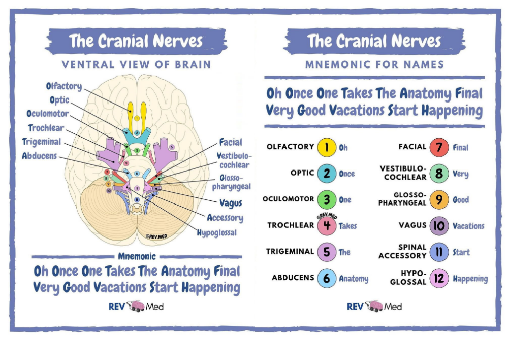 The Ultimate Cranial Nerve Memory Hack