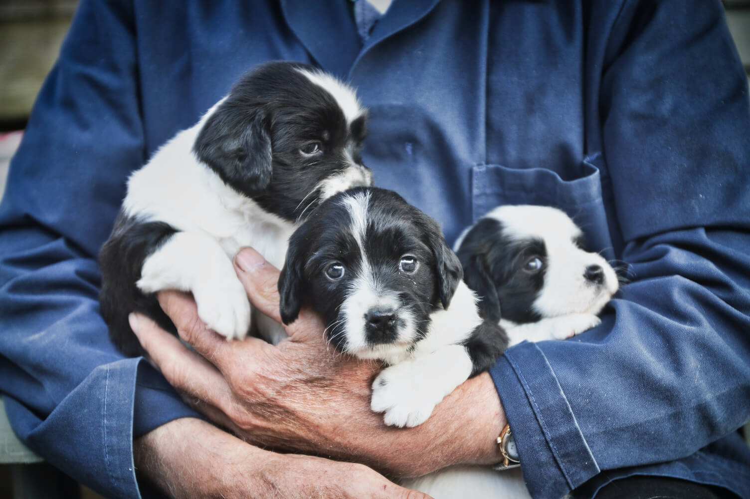 The Shocking Truth About Canine Oral Behavior The Shocking Truth About Canine Oral Behavior