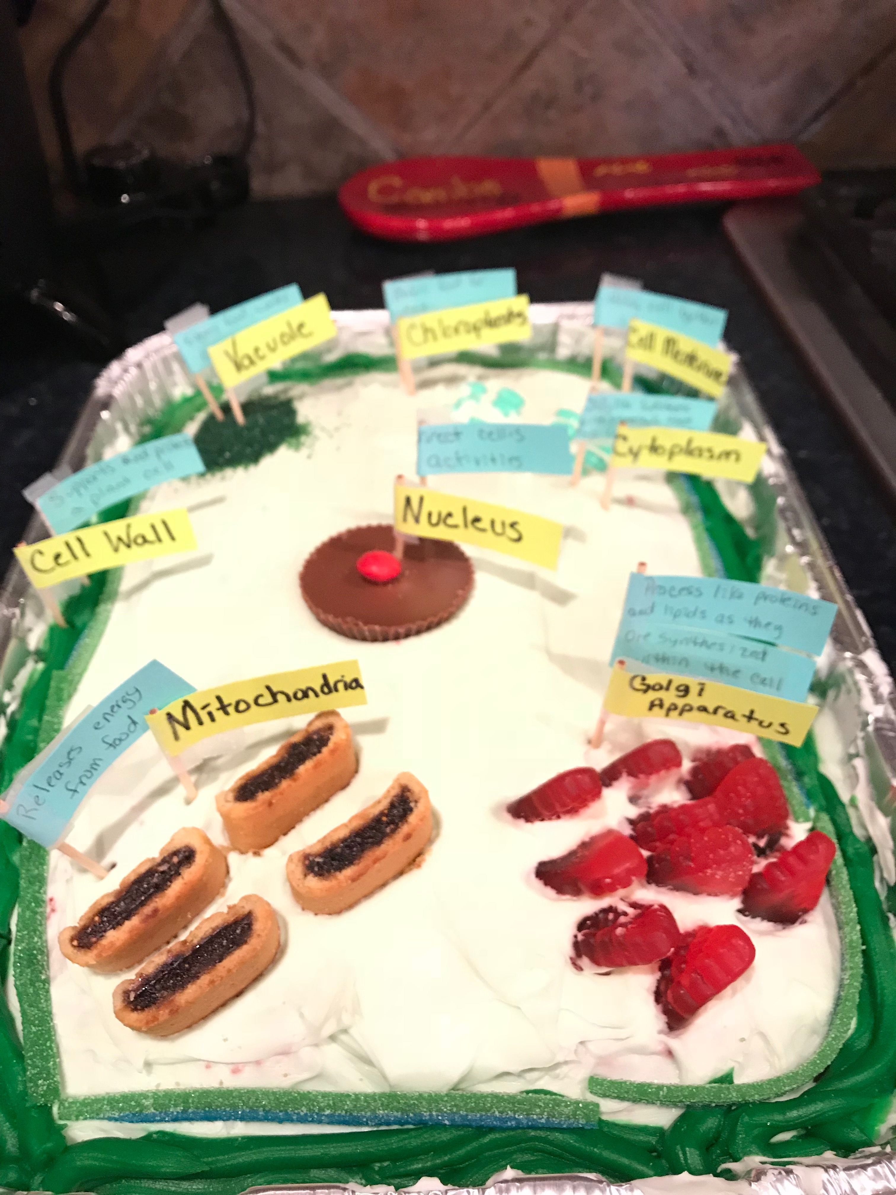 Edible Plant Cell Models Edible Plant Cell Models
