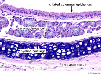 Endocrine And Exocrine Pancreas Life Science Science Nature Histology Slides Vet Medicine Endocrine And Exocrine Pancreas Life Science Science Nature Histology Slides Vet Medicine