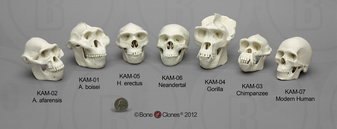Evidence Findings Hominin Evolution Evidence Findings Hominin Evolution