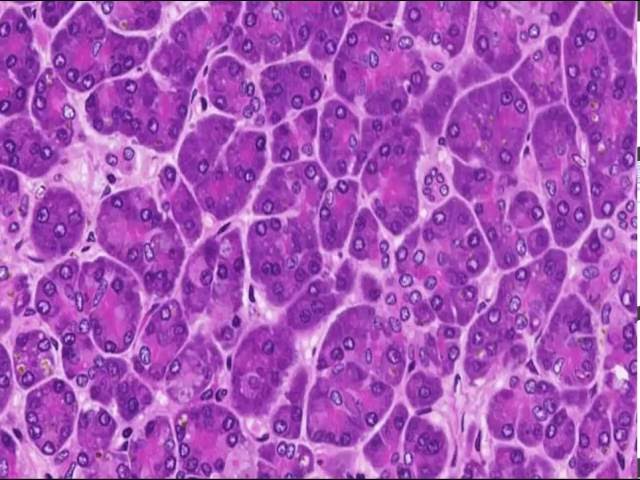 Unraveling the Exocrine Pancreas: A Guide
