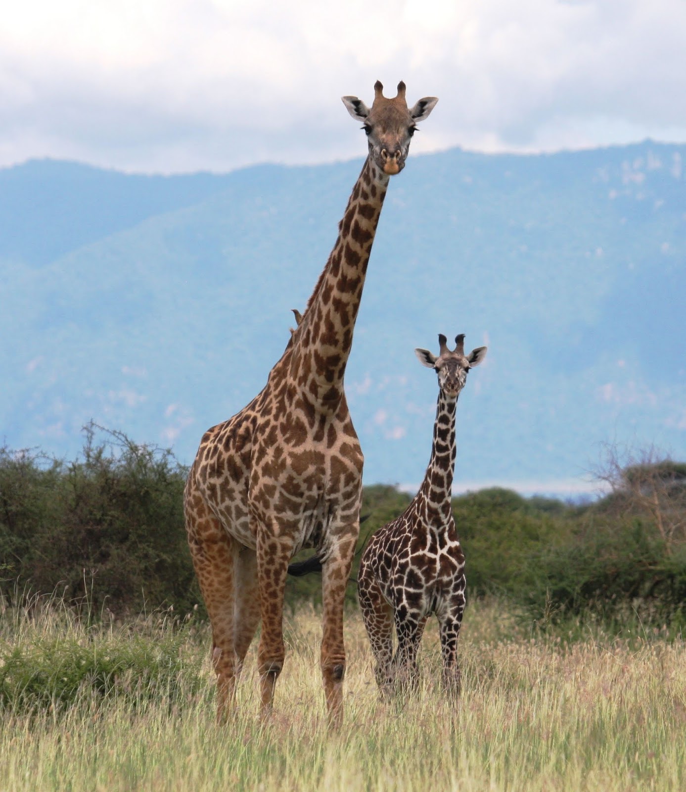 Explore The Wild Side Animals Galore Explore The Wild Side Animals Galore