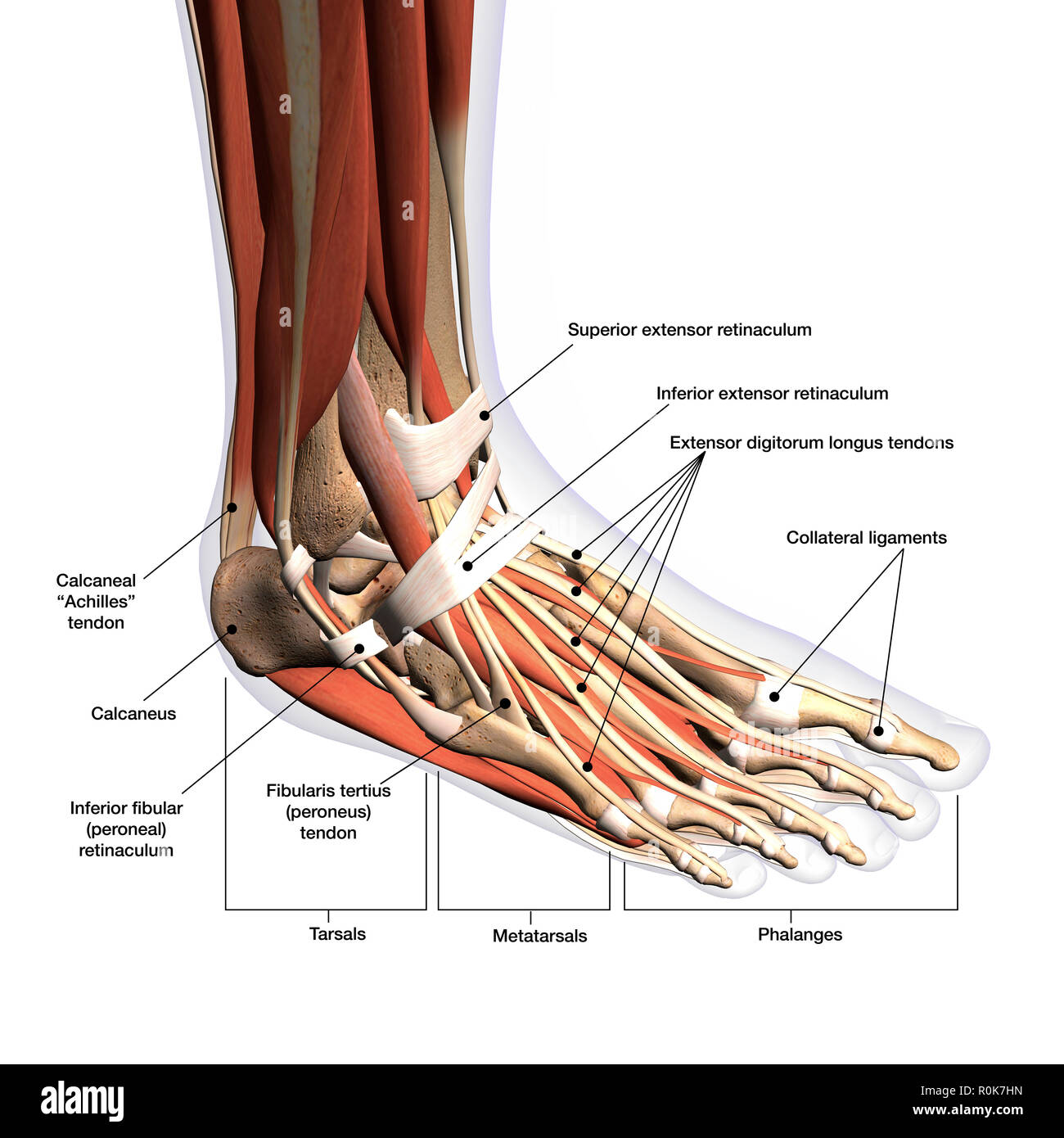 Your Guide to Understanding Foot Tendon Anatomy