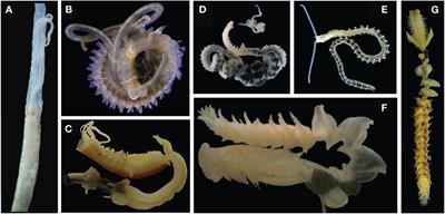 Frontiers Unraveling The Phylogeny Of Chaetopteridae Annelida Frontiers Unraveling The Phylogeny Of Chaetopteridae Annelida