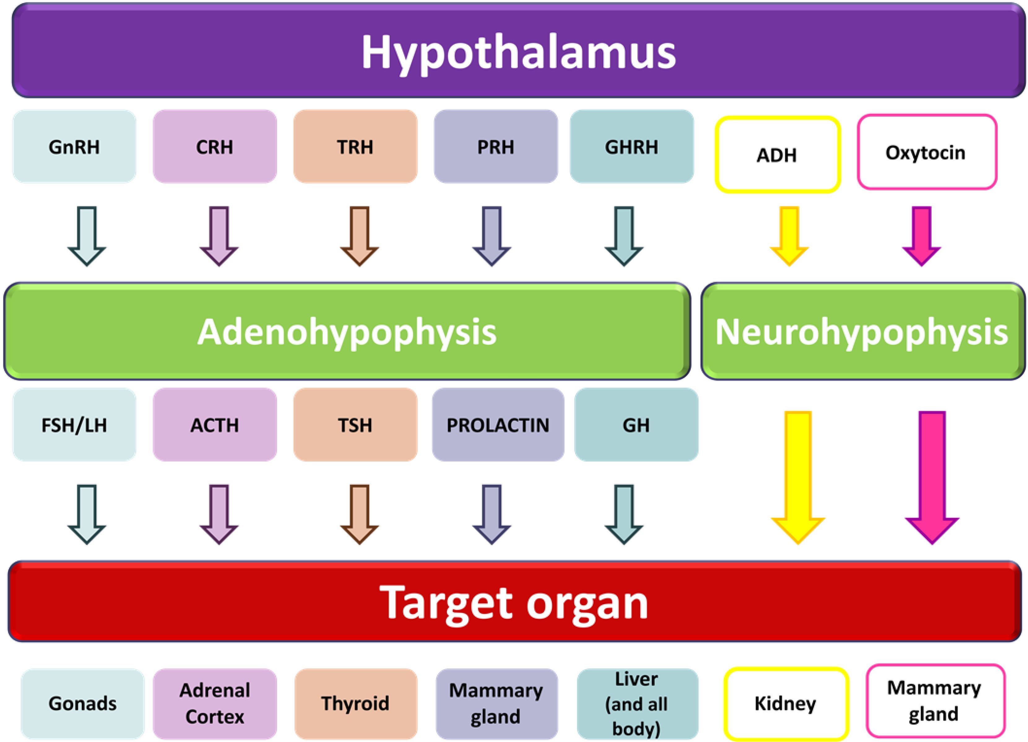 Glands The Endocrine System Chart Glands The Endocrine System Chart
