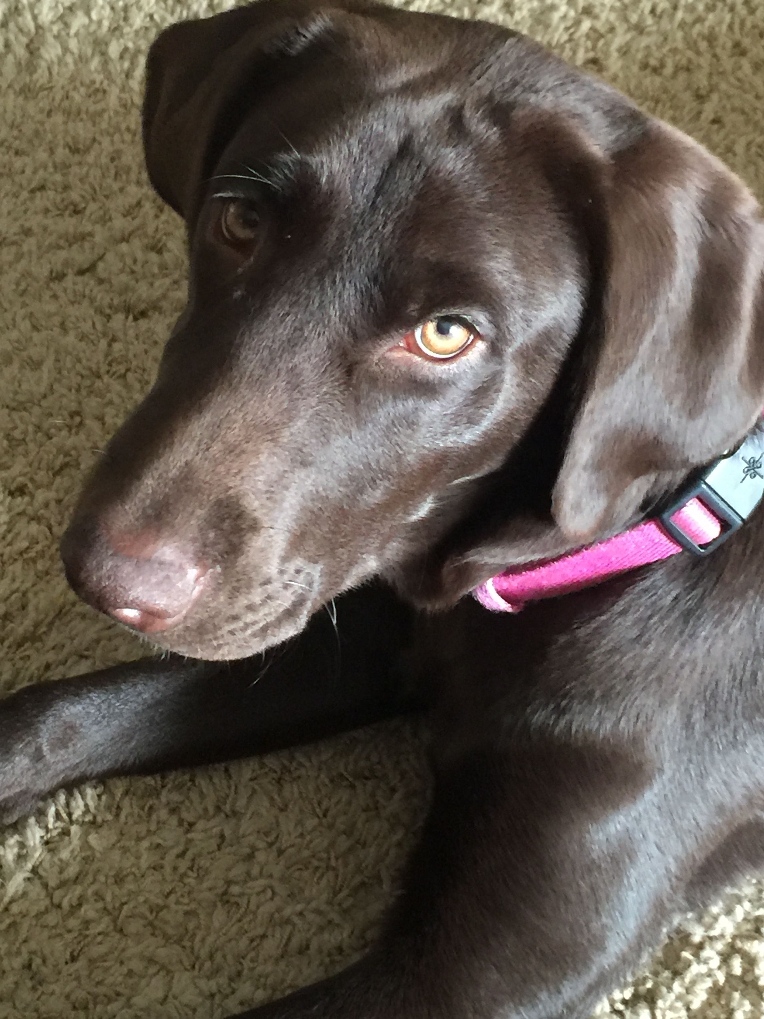 Handsome 1 Year Old Chocolate Lab For Sale In Castle Douglas Pets4homes Handsome 1 Year Old Chocolate Lab For Sale In Castle Douglas Pets4homes