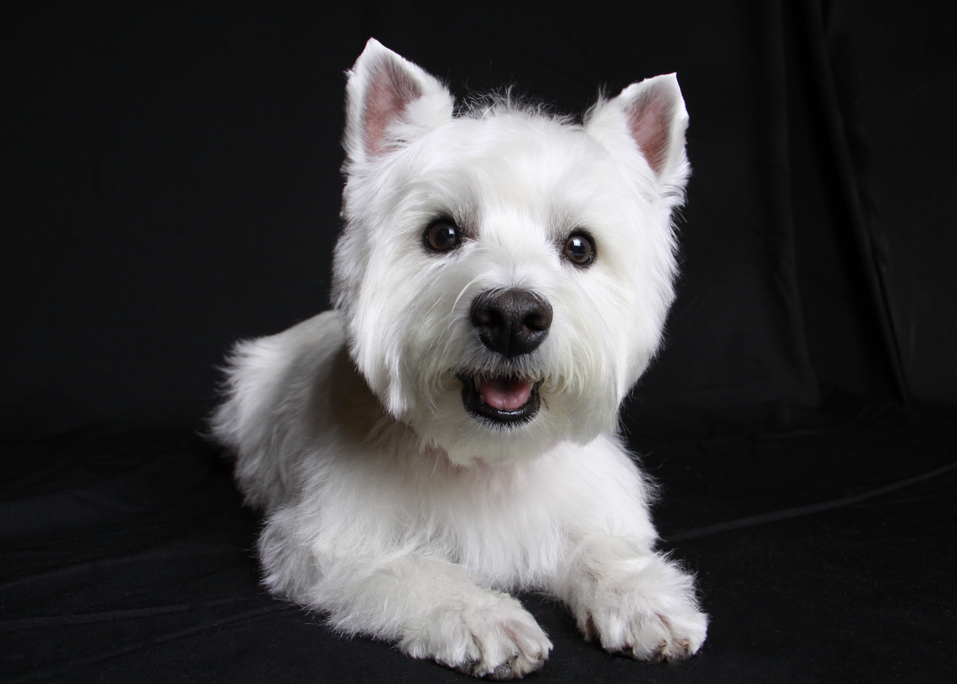 Home Glamour Paws Home Glamour Paws