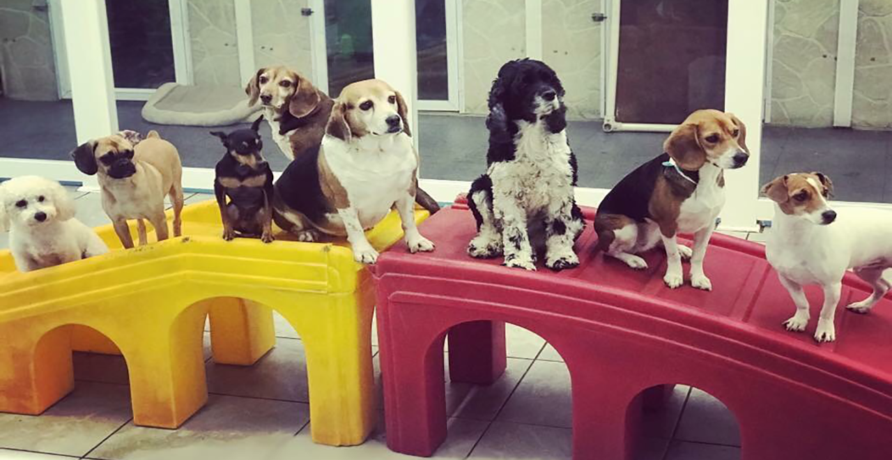 Hounds Town Usa Farmingdale Farmingdale Ny