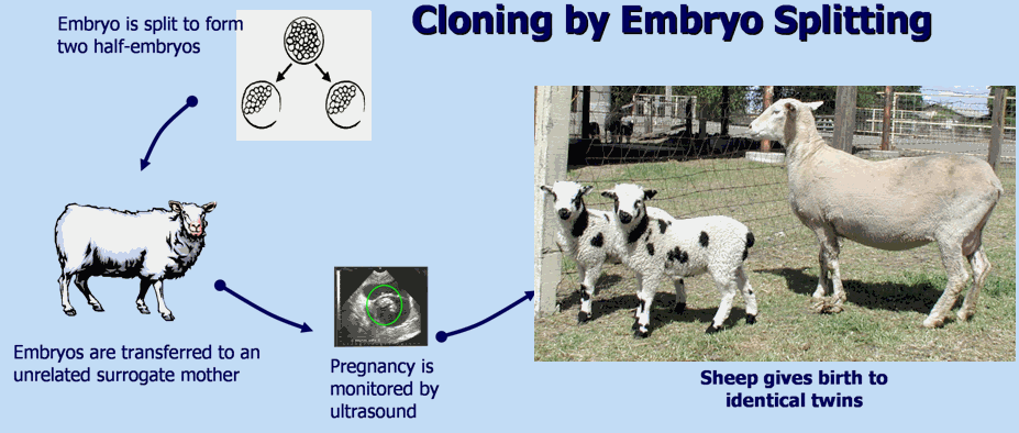 How Does Animal Cloning Impact The Overall Productivity Of Livestock In How Does Animal Cloning Impact The Overall Productivity Of Livestock In