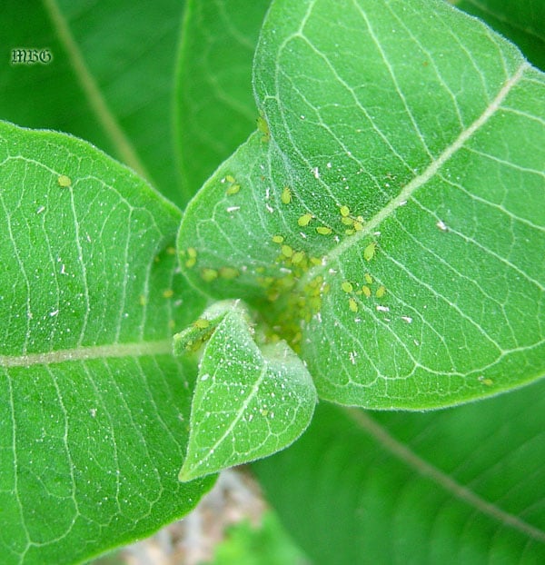 How To Control Aphids On Milkweed Plants Monarch Butterfly How To Control Aphids On Milkweed Plants Monarch Butterfly