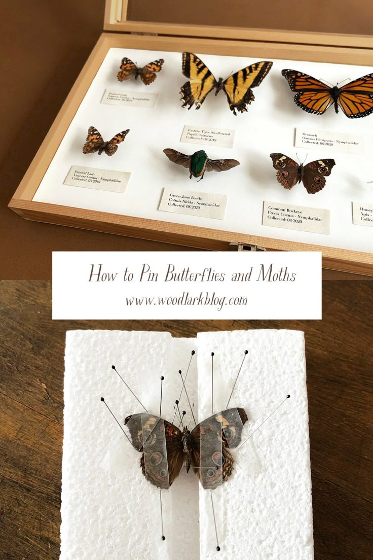 How To Pin And Preserve Butterflies And Moths For Display Woodlark Blog How To Pin And Preserve Butterflies And Moths For Display Woodlark Blog