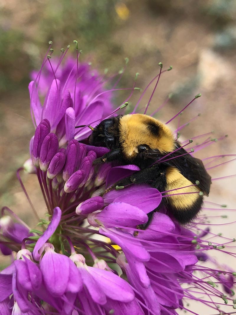 How To Start Beekeeping Understanding Bees Wasps Uchealth Today How To Start Beekeeping Understanding Bees Wasps Uchealth Today