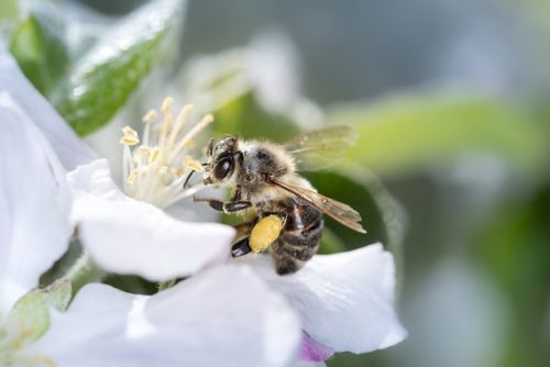 Loss Of Biodiversity Solutions