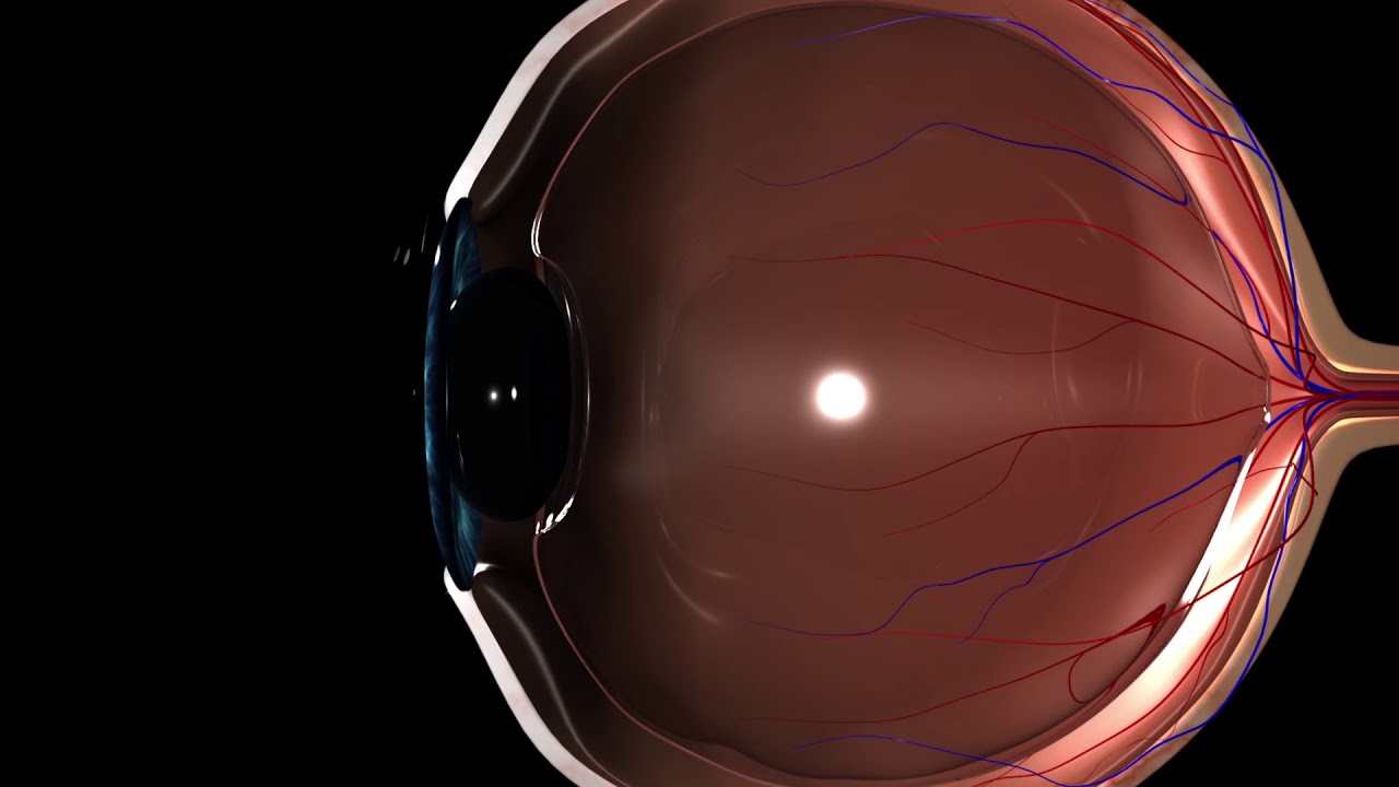 Picture Of The Eye Anatomy Youtube Picture Of The Eye Anatomy Youtube