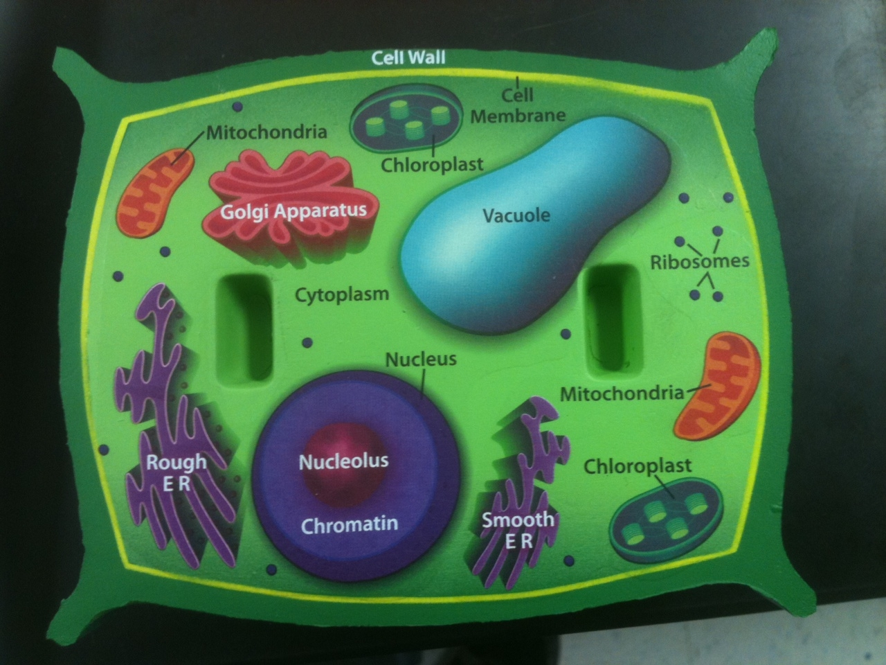 Plant Cell Model Plant Cell Project Cells Project Plant Cell Model Plant Cell Project Cells Project