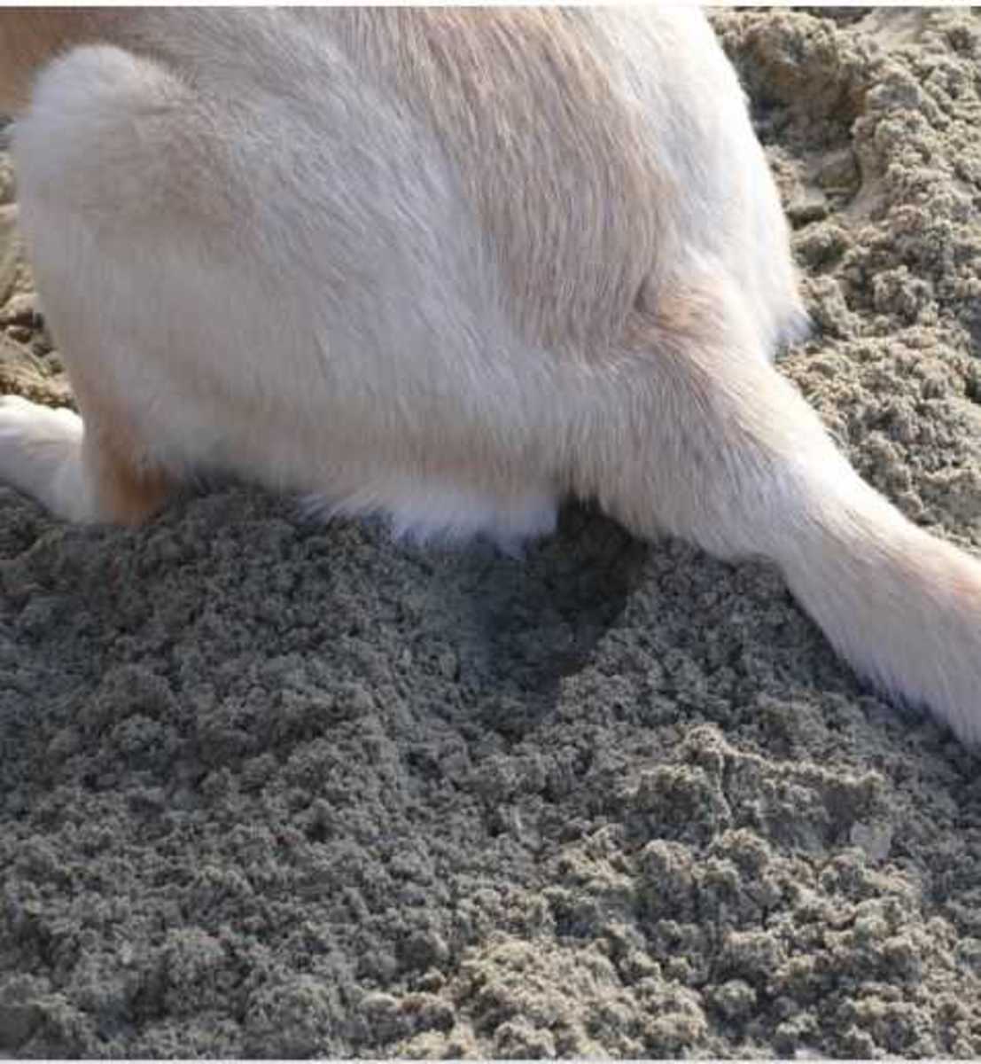 Canine Anal Play: An Ultimate Guide