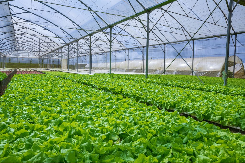 Revealing The 15 Pros And Cons Of Hydroponic Farming System Revealing The 15 Pros And Cons Of Hydroponic Farming System