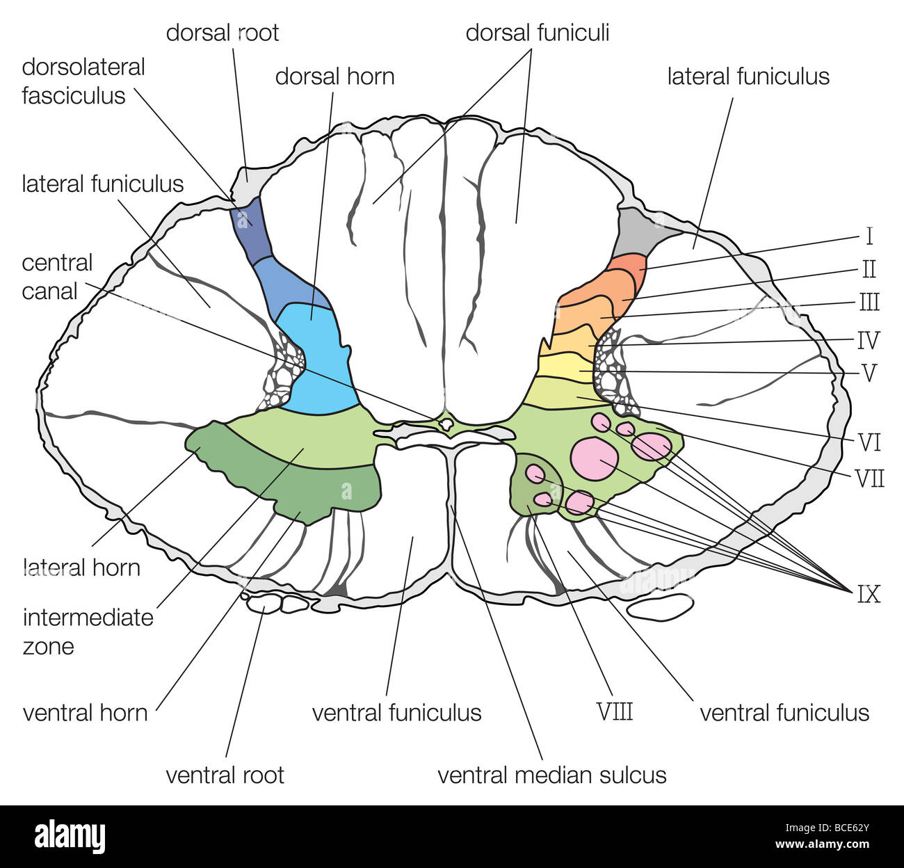 Unraveling the Spinal Cord: An Anatomy Tour
