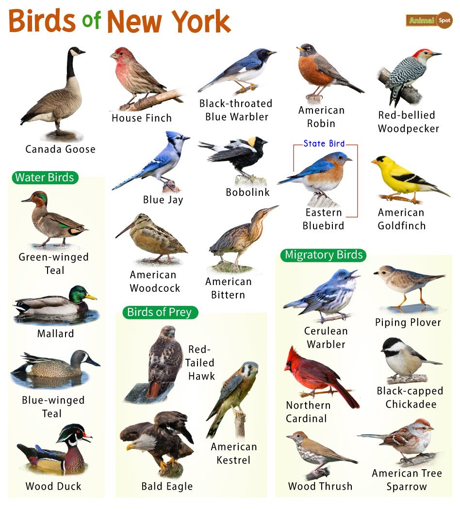 The Different Types Of Finches Found In New York Nature Blog Network The Different Types Of Finches Found In New York Nature Blog Network