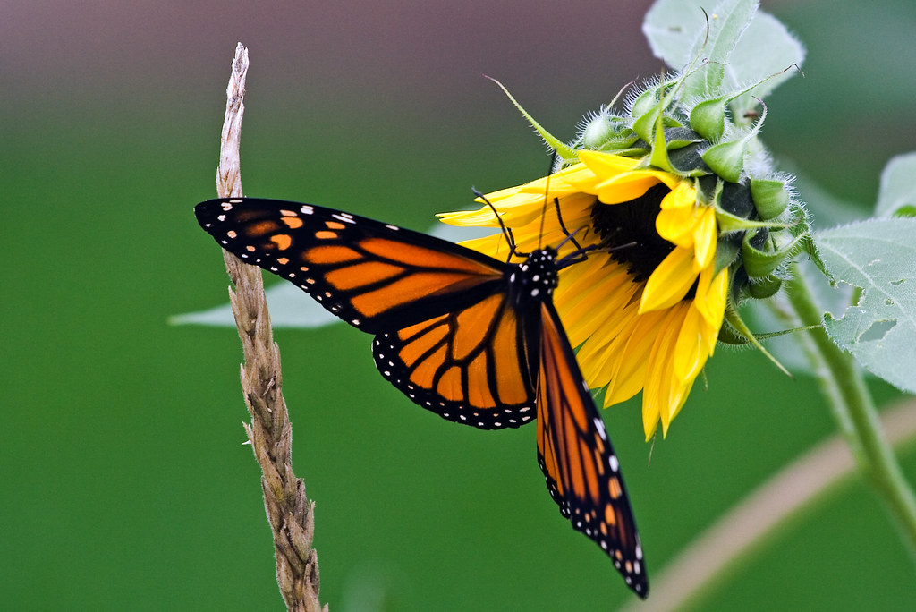 Ultimate Guide To Butterflies How To Prevent Their Decline Diy Ultimate Guide To Butterflies How To Prevent Their Decline Diy