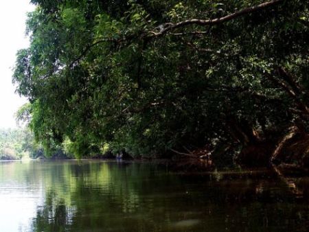 Uncovering Kuruva Island Kerala S Pristine Ecological Wonders Uncovering Kuruva Island Kerala S Pristine Ecological Wonders