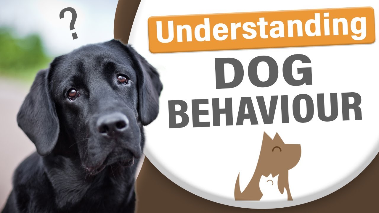 Understanding Canine Reproductive Cycles Youtube Understanding Canine Reproductive Cycles Youtube