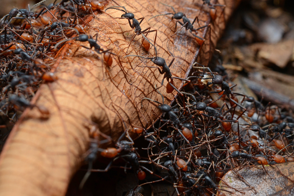 Unraveling The Mystery Of Persistent Ants In Your Home Islamic Unraveling The Mystery Of Persistent Ants In Your Home Islamic