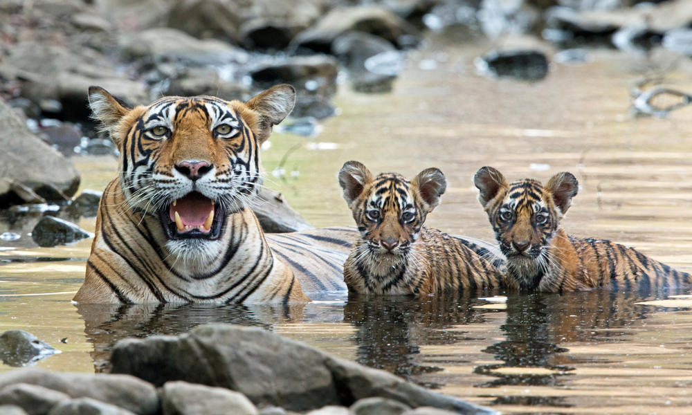 Where Do Tigers Live And Other Tiger Facts Stories Wwf Where Do Tigers Live And Other Tiger Facts Stories Wwf