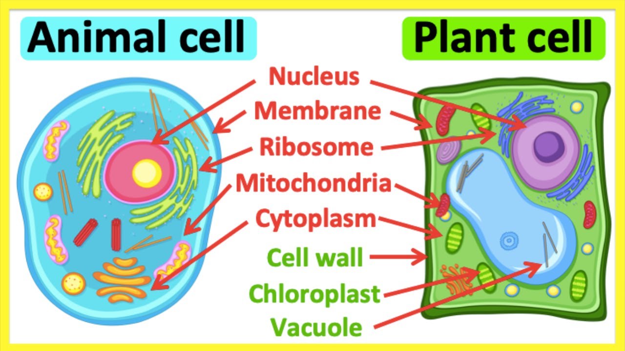 Why Animal Cells Don't Need Chloroplasts