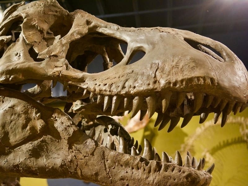 You Can Dig For Dinosaur Fossils In New Jersey You Can Dig For Dinosaur Fossils In New Jersey